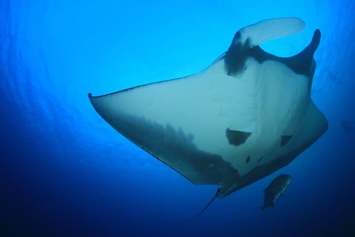 Kona Manta Magic: Small-Group Night Snorkel with Manta Rays
