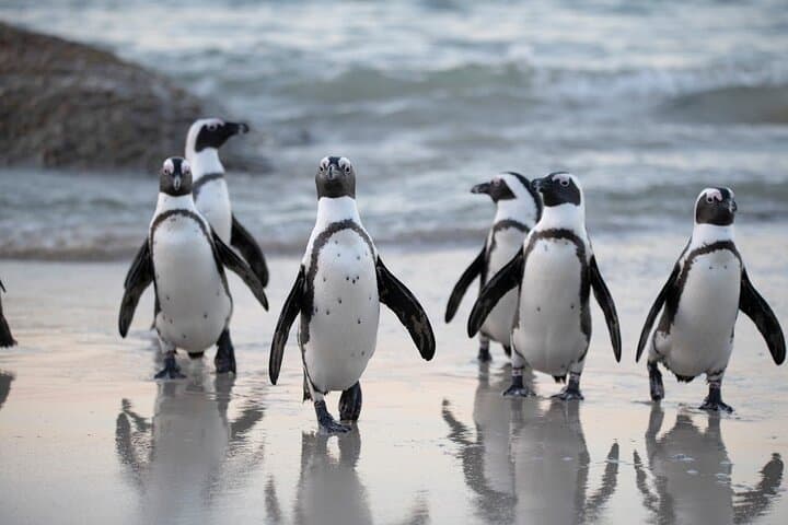 Private Cape Town Sightseeing Tour: Table Mountain, Cape Point & Boulders Beach