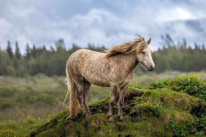 Golden Circle Private Day Tour — 8+ Highlights from Reykjavik photo 3