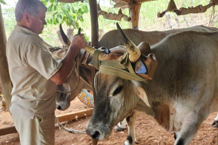 Blue Zone Farm Immersion: Nicoya Peninsula Cultural & Farming Tour