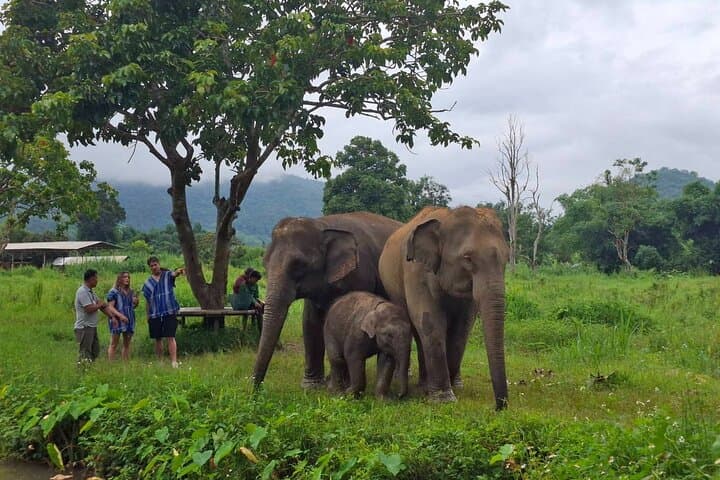 Ethical Half-Day Elephant Care Program Near Chiang Mai photo 3