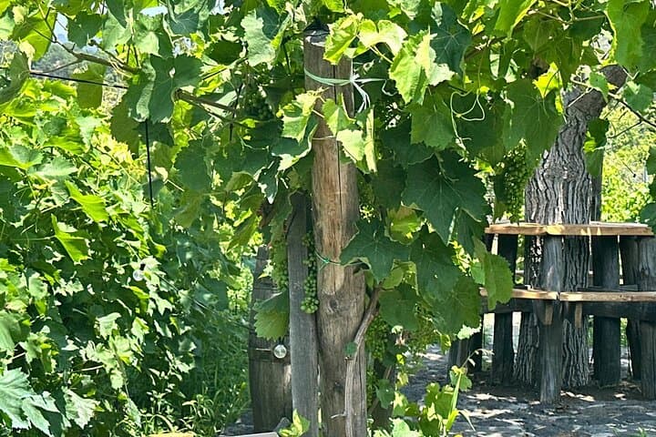 Mount Etna Jeep Adventure and Wine Tasting from Taormina photo 6
