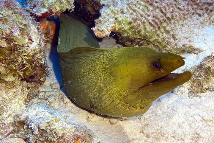 Private Concierge Shore Dive in Bonaire: Two-Tank Guided Reef Adventure photo 5