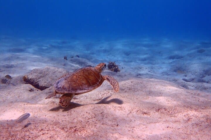 Private Concierge Shore Dive in Bonaire: Two-Tank Guided Reef Adventure photo 6