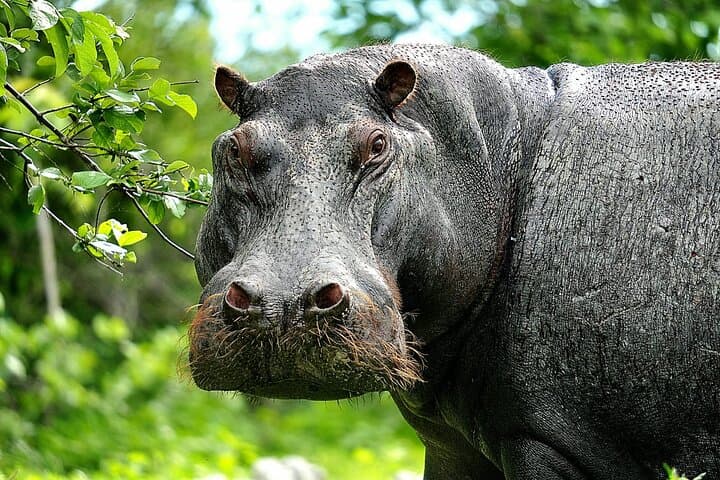 Chobe Signature Safari: Full-Day Land & River Wildlife Experience from Victoria Falls photo 3