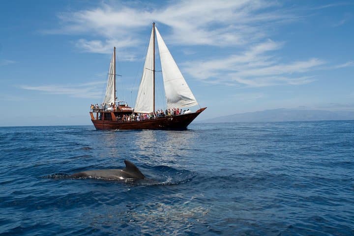 Whale Safari to Los Gigantes: Tenerife Dolphin & Whale Watching Cruise