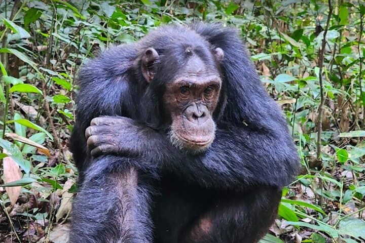 3-Day Bwindi Gorilla Trekking and Batwa Community Experience photo 4