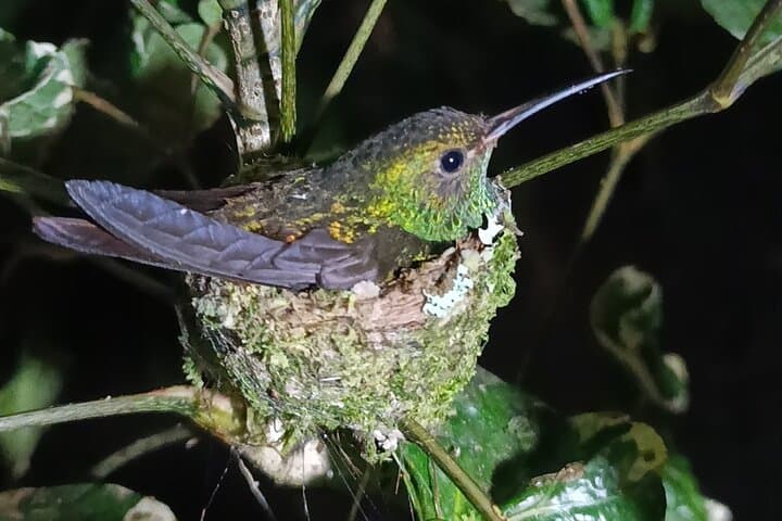 Mystical Night Tour in Tortuguero — Guided Nocturnal Wildlife Walk (2 hrs)
