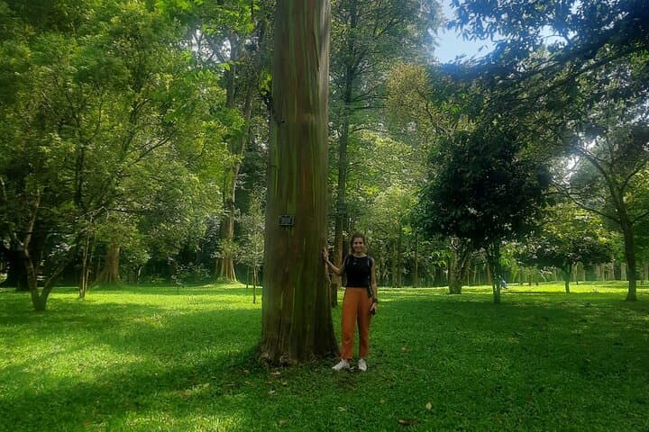 Kandy Full-Day Tour from Colombo and Negombo: Temple, Tea & Botanical Gardens photo 4