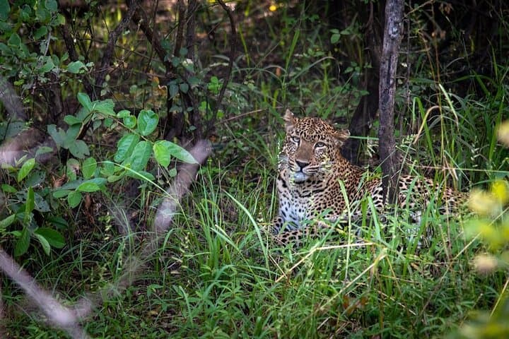 Chobe National Park Game Drive — Rivers, Elephants & Big Game from Kasane