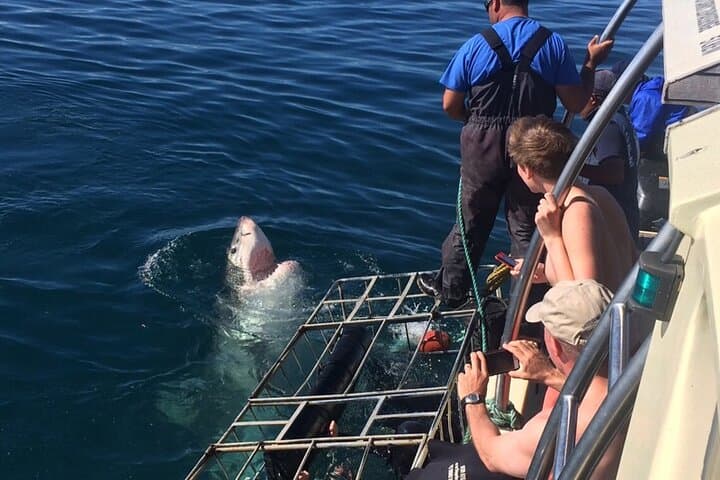 Shark Cage Diving from Cape Town: Gansbaai Day Trip to Dyer Island