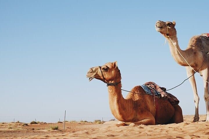 Two-Hour Camel Ride Through the Desert Near Sharm El Sheikh photo 3