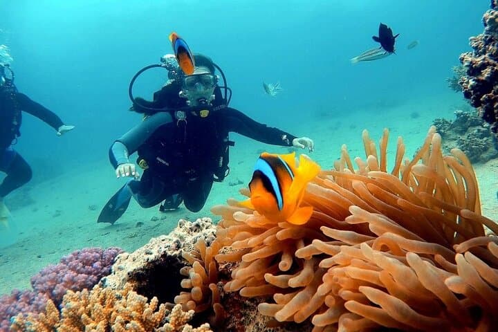 Two-Stop Red Sea Diving: Ras Mohamed & White Island from Sharm El Sheikh photo 3