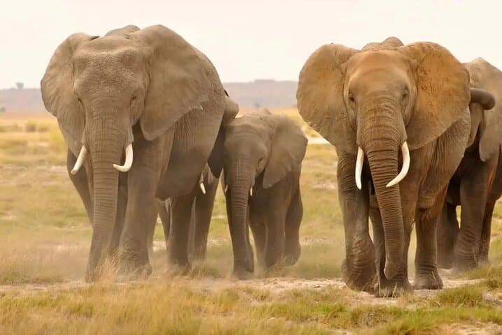 Kruger Half-Day Safari: Big Five Game Drive from Hazyview photo 3