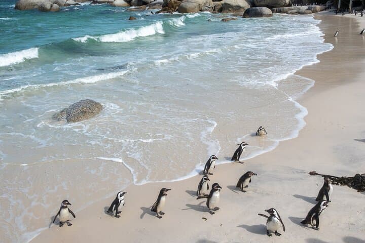 Cape Town Hidden Gems: Self‑Guided Beaches, Views & Penguin Encounters photo 2