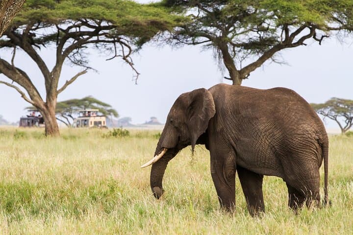 Budget 6-Day Safari: Ngorongoro, Serengeti & Tarangire National Parks photo 4