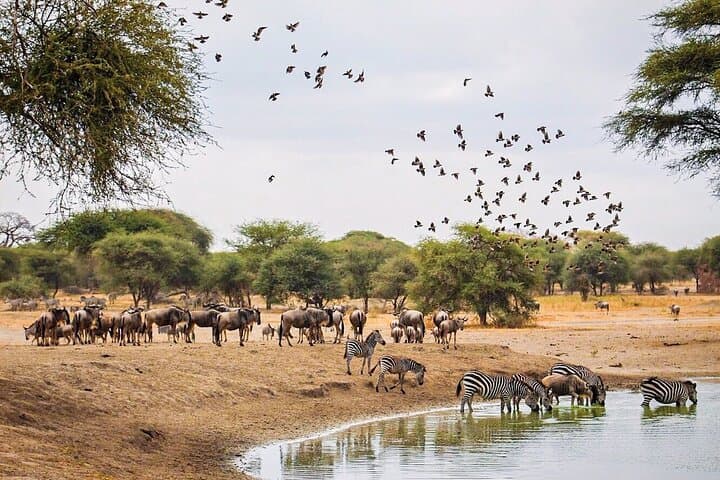 14-Day Kenya Wildlife Safari & Diani Beach Holiday photo 4