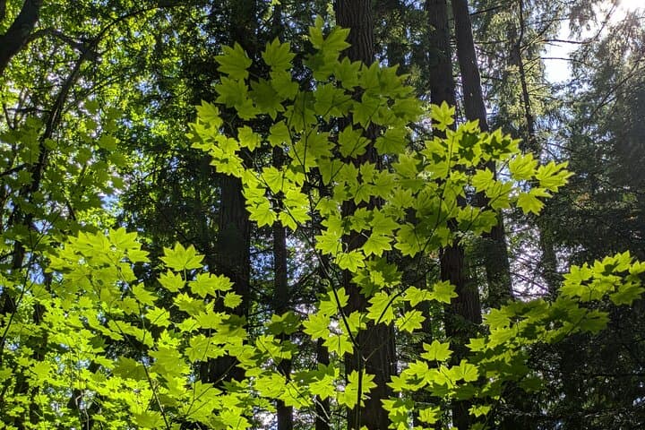 Tryon Creek Eco-Tour with a Master Naturalist — Guided Nature Walk in Portland's Urban Forest photo 6