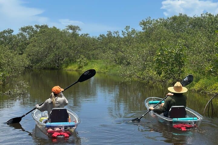 Clear Kayak Ecotour in New Smyrna Beach: Paddle Through Mangroves and Spot Wildlife