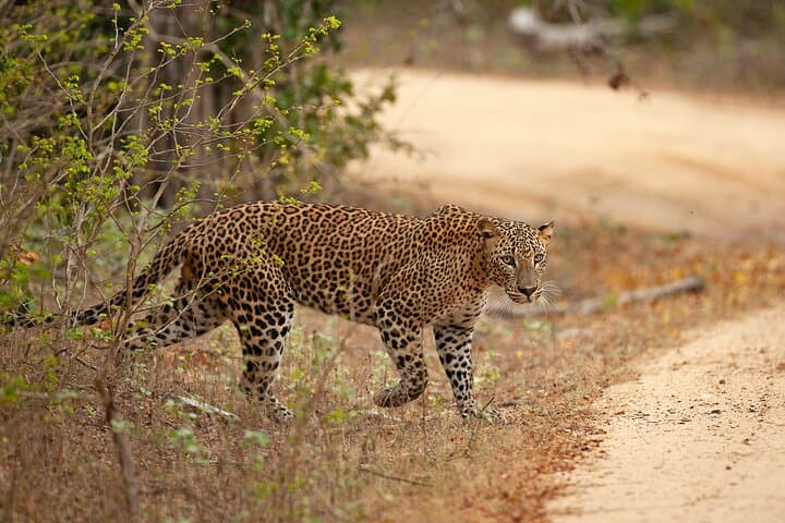Yala & Udawalawe Safari From Hambantota Port — Leopard, Elephant & Birdwatching Day Trip photo 3