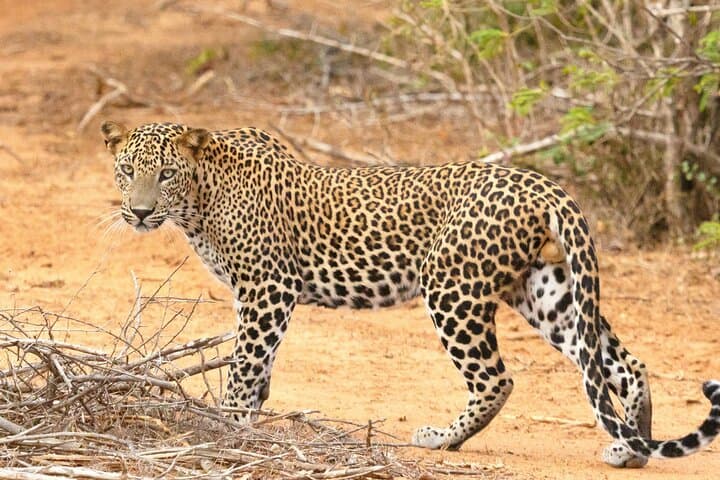 Yala & Udawalawe Safari From Hambantota Port — Leopard, Elephant & Birdwatching Day Trip photo 2