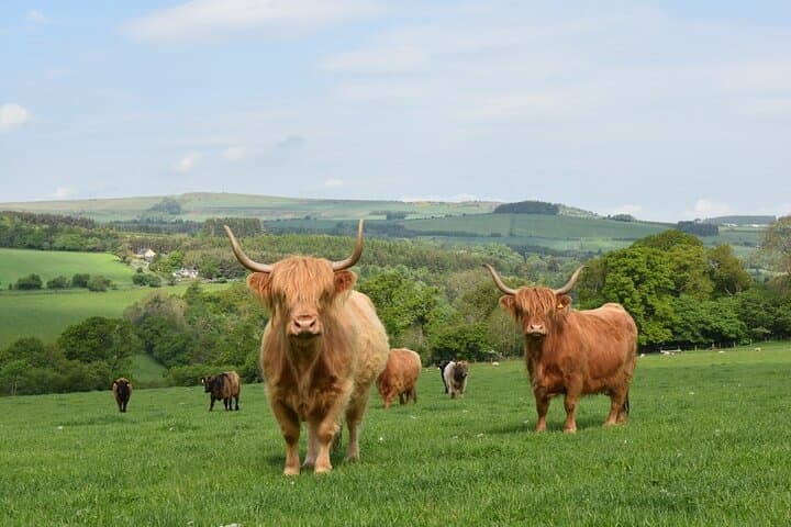 Meet Highland Cows: Hands-On Farm Experience in the Scottish Borders photo 3