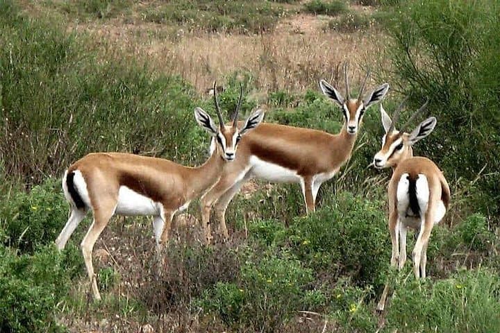 Souss-Massa National Park Day Tour from Agadir: Bald Ibis, Argan Groves & Coastal Wildlife
