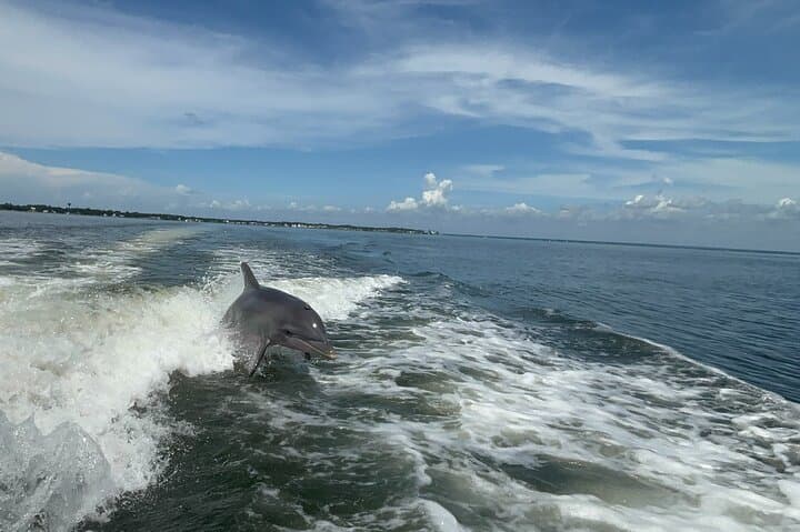 Dolphin Cruise on Choctawhatchee Bay from Santa Rosa Beach