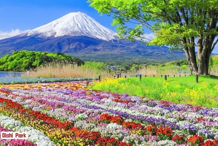 Mount Fuji 3 Lakes Day Trip from Tokyo — Kawaguchiko, Shoji & Yamanaka in One Day photo 4
