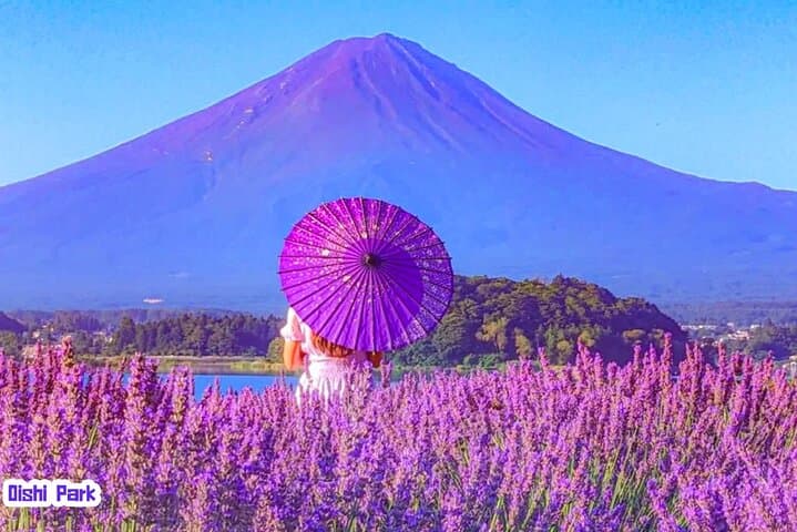 Mount Fuji 3 Lakes Day Trip from Tokyo — Kawaguchiko, Shoji & Yamanaka in One Day photo 5