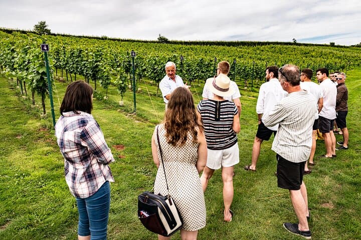 Wellhayes Vineyard Tour — Sparkling Wine, Handmade Chocolates & Devon Cream Tea