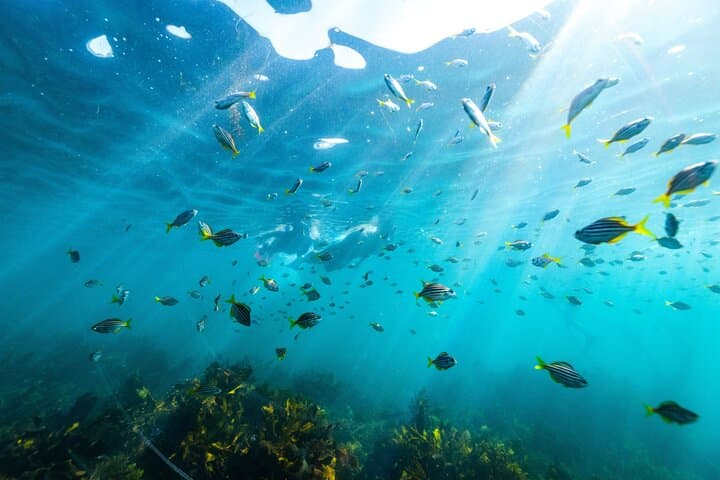 Private Snorkel at Cabbage Tree Bay: Manly's No-Take Marine Reserve