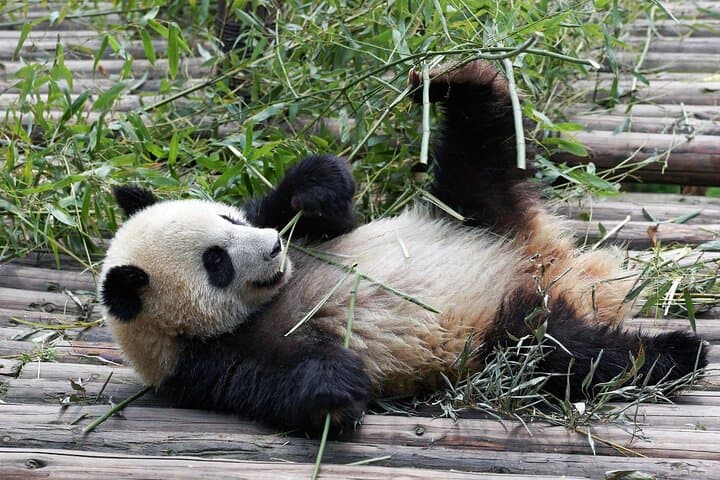Chengdu Giant Panda Experience: Panda Base or Shenshuping Day Options photo 6