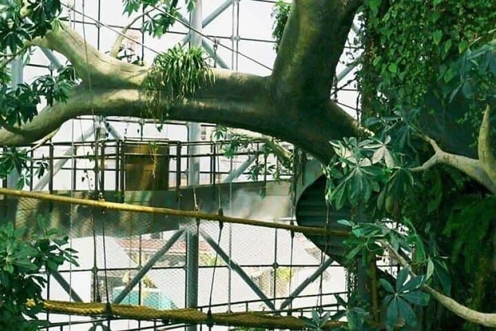 Dubai Combo: Green Planet Rainforest & Dubai Frame Sky Bridge Experience photo 5
