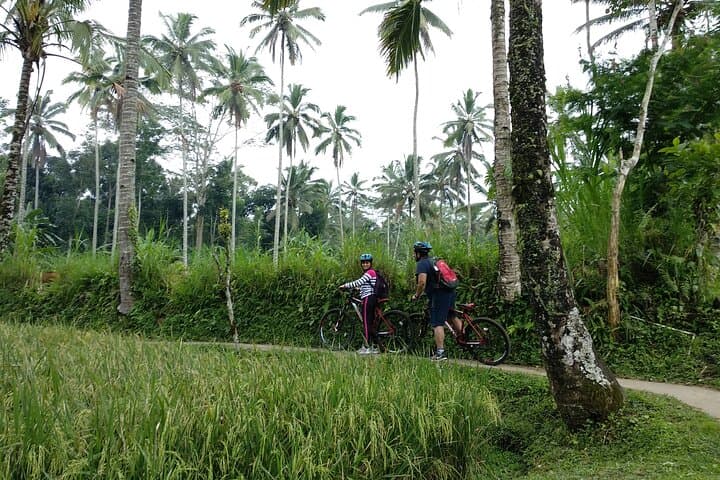 Ubud Taro Bicycle Tour: Rice Terraces, Temples & Campuhan Ridge photo 4