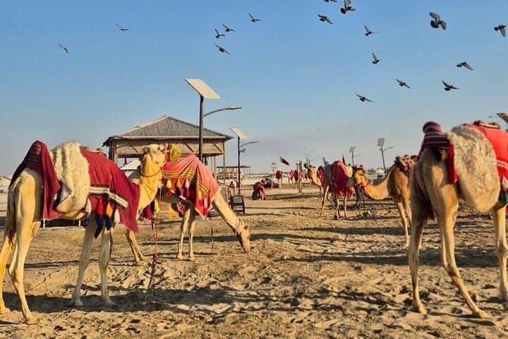 Sunrise Desert Safari in Doha: Camel Ride, Dune Bashing & Sandboarding photo 6
