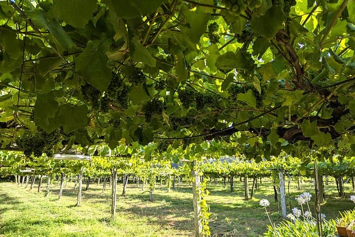 Galicia Private Day Trip: Wine Tasting, Celtic Ruins & Roman Lighthouse