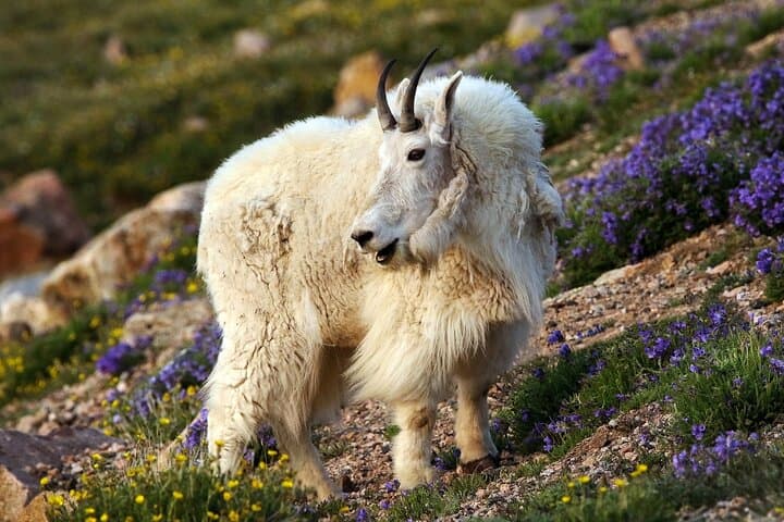 Beartooth Highway Small-Group Wildlife Tour to Beartooth Pass