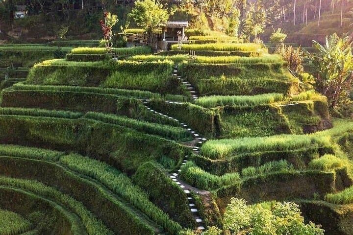Explore Waterfalls and Ubud Surroundings: Monkey Forest, Tegalalang & Tegenungan Waterfall photo 2