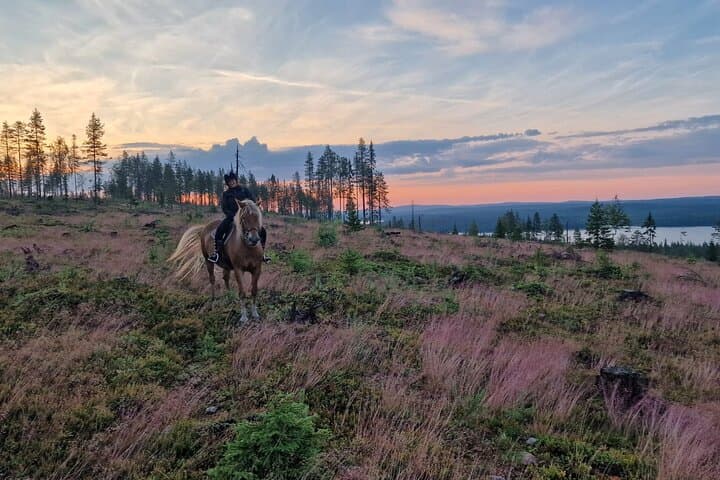 Horseback Ride Through Finnish Forest from Rovaniemi photo 4