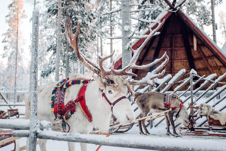 Rovaniemi Reindeer Farm Visit & Traditional Sleigh Ride in Lapland photo 2