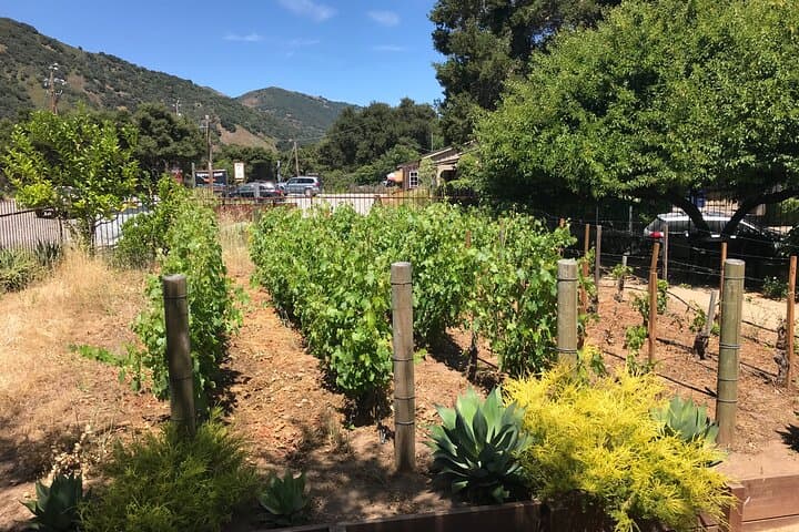 Carmel Valley Afternoon Wine Tasting Tour — Expert-Led Half-Day Experience photo 2
