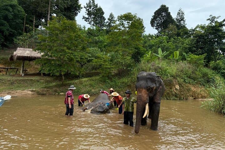 Elephant Care & Bathing at Chiang Rai Sanctuary — Ethical Encounter and River Bath photo 5
