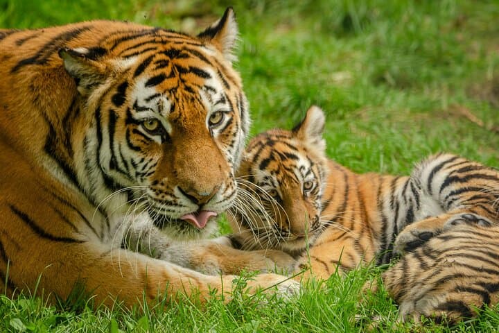 2-Day Private Ranthambhore Tiger Safari from Jaipur photo 5