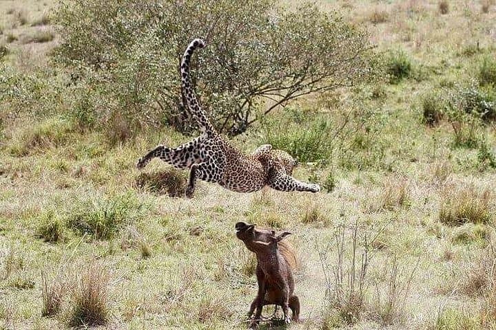 4-Day Amboseli & Tsavo Safari: Kilimanjaro Views, Mzima Springs and Classic East African Game photo 3