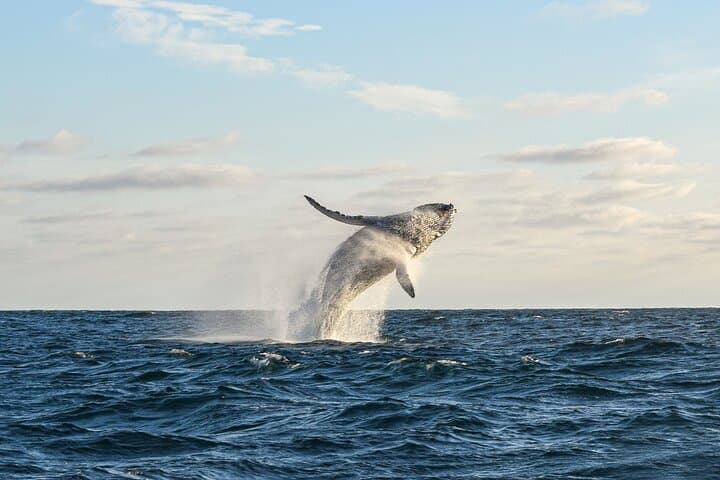 Cabo Whale Watching: Arch & Beach Cruise with Glass-Bottom Boat photo 4