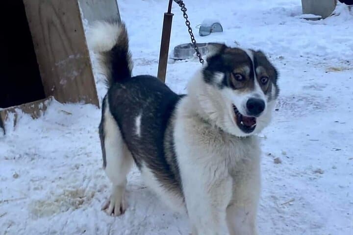 Sluice Box Kennel Experience: Meet Alaskan Huskies on a Homestead Visit photo 6
