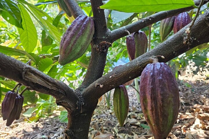 Stone Town, Prison Island & Spice Farm: Full-Day Zanzibar Cultural and Coastal Tour photo 2