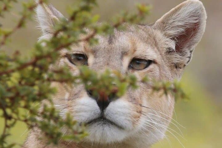 Puma Route: 3-Day Cougar Tracking in Torres del Paine National Park photo 6