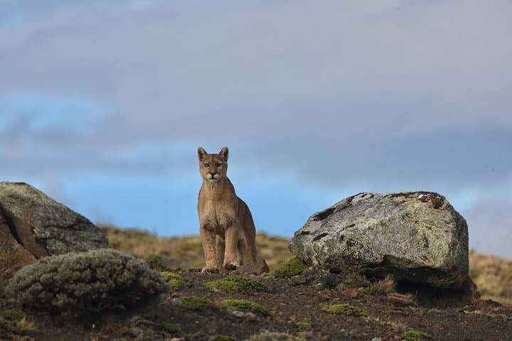 Puma Route: 3-Day Cougar Tracking in Torres del Paine National Park